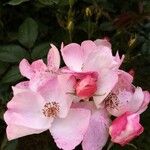 Rosa setigera 花