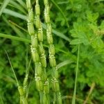 Aegilops tauschii फल