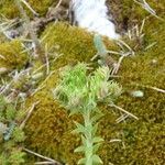 Petrosedum ochroleucum Fleur