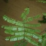 Pseudopiptadenia psilostachya Yaprak
