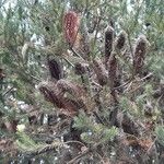 Banksia ericifolia Kôra