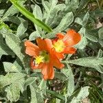 Sphaeralcea coccinea Floro