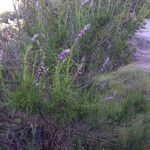 Trichostema lanatum Hábito