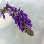 Salvia nutans Blomst