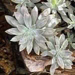 Graptopetalum rusbyi ഇല