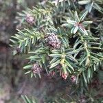 Juniperus drupacea Blodyn