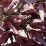 Allium nigrum Flower