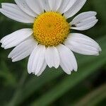 Anthemis ruthenica Flor