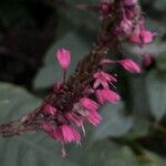 Bistorta amplexicaulis Floare
