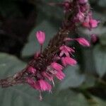 Bistorta amplexicaulis Flower