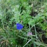 Centaurea cyanusКвітка