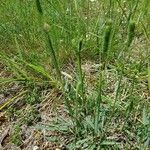 Phleum phleoides Листок