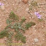 Erodium touchyanum Hábito