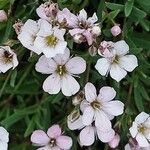 Gypsophila repensപുഷ്പം