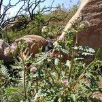 Phacelia brachyloba Συνήθη χαρακτηριστικά