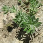 Galium maritimum Leaf