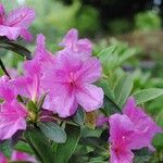 Rhododendron pulchrum Flor