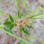 Stylosanthes fruticosa Blatt