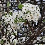 Pyrus calleryana Flower