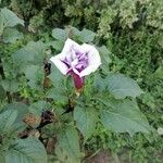 Datura inoxia Flower