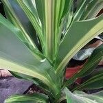 Dracaena fragrans Schors