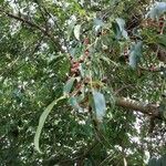 Prunus serotina Lapas