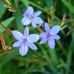 Aristea ecklonii Flower