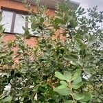 Feijoa sellowiana 葉