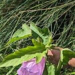 Hibiscus striatus Liść