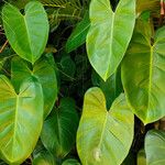 Philodendron radiatum ഇല