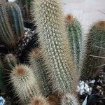 Pilosocereus chrysostele Hábito
