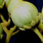 Lycianthes ferruginea