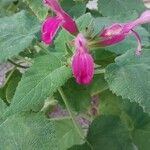 Salvia dorisiana Kvet