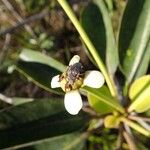 Neoguillauminia cleopatra Flower