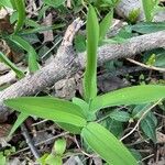 Maianthemum stellatum 葉