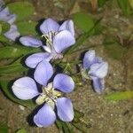 Guaiacum sanctum 花