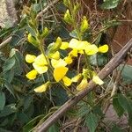 Vigna luteola Ŝelo