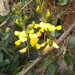 Vigna luteola बार्क (छाल)