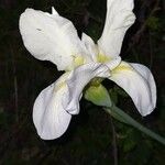 Iris albicans花