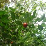 Eugenia speciosa Φρούτο