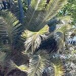 Phoenix canariensis Leaf