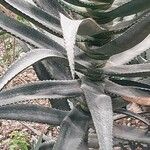 Aloe rupestris Leaf