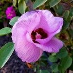 Gossypium sturtianum Flower