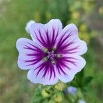 Malva sylvestrisFlors