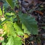 Quercus bicolorList