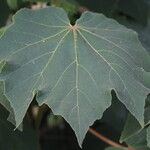 Dombeya burgessiae Hoja