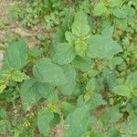 Boerhavia erecta Feuille