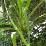 Pandanus furcatus Folio