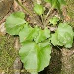 Bellis rotundifolia موطن