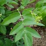 Sium sisarum Hoja
